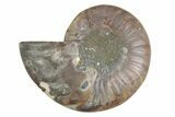 Cut & Polished Ammonite Fossil (Half) - Madagascar #377634-1